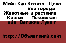 Мейн Кун Котята › Цена ­ 15 000 - Все города Животные и растения » Кошки   . Псковская обл.,Великие Луки г.